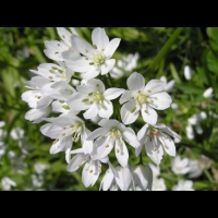 Allium Cowani (fam Liliacees) (Andes) (3)